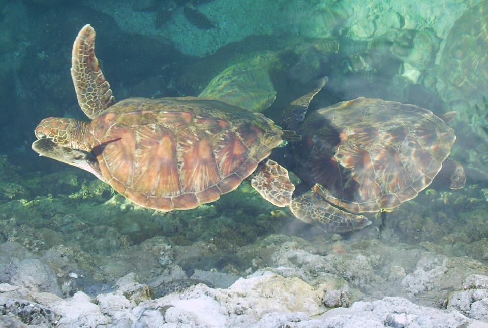 red sea turtles, bagakay, siargao